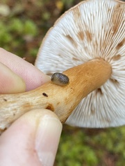 Arion intermedius
