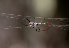 Trichonephila edulis