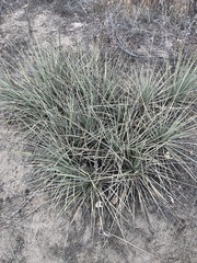 Yucca glauca