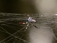 Trichonephila edulis