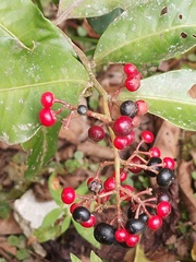 Parathesis crenulata