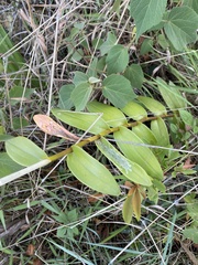 Epidendrum secundum