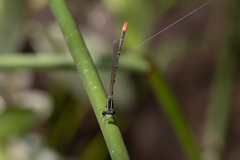 Argiocnemis rubescens