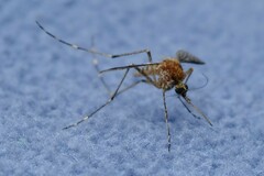 Aedes camptorhynchus