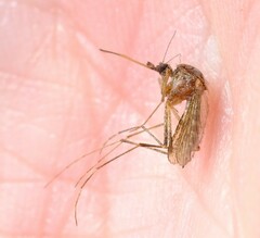 Aedes camptorhynchus