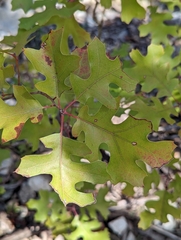 Quercus stellata