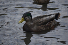 Anas rubripes × platyrhynchos