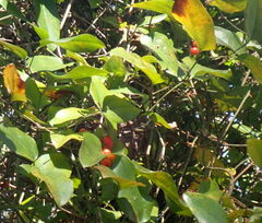 Smilax walteri