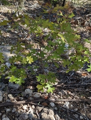 Quercus stellata