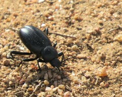 Eleodes armata