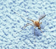 Aedes camptorhynchus