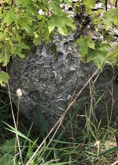 Dolichovespula maculata