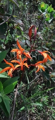 Cattleya cinnabarina