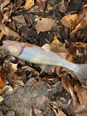 Semotilus corporalis