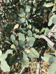 Quercus turbinella
