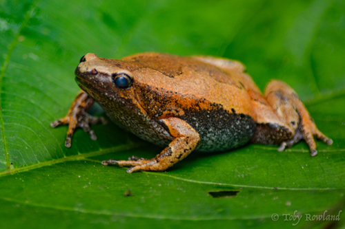 Hamptophryne boliviana