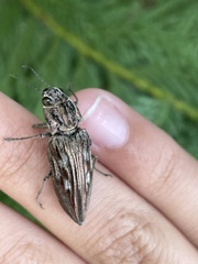 Chalcophora georgiana