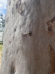 Paropsisterna sexpustulata