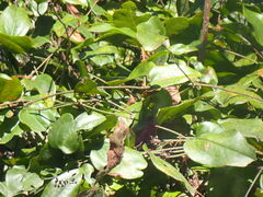 Smilax walteri
