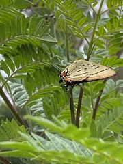 Jalmenus evagoras