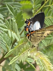 Jalmenus evagoras