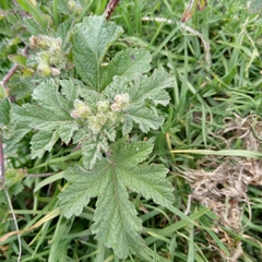 Fuertesimalva limensis