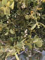 Phoradendron
