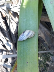 Bocourtia aequatoria