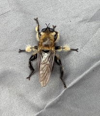 Laphria affinis