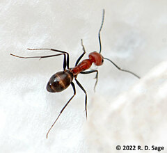 Dorymyrmex tener