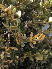 Phoradendron