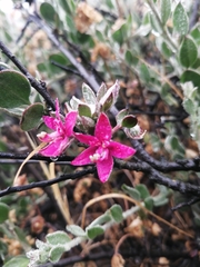 Krameria cistoidea