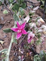 Krameria cistoidea