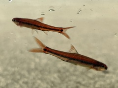 Notropis maculatus