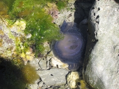 Aequorea
