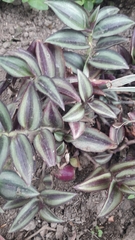Tradescantia zebrina zebrina