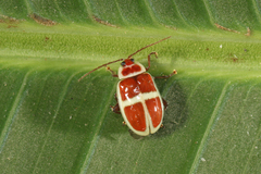 Asphaera discicollis