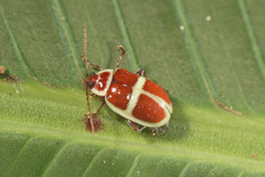 Asphaera discicollis