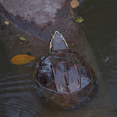 Malayemys macrocephala