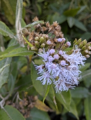 Aristeguietia lamiifolia