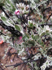 Krameria cistoidea