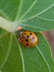 Harmonia axyridis