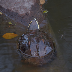 Malayemys macrocephala
