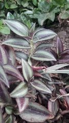 Tradescantia zebrina zebrina