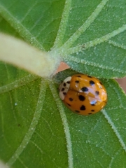 Harmonia axyridis