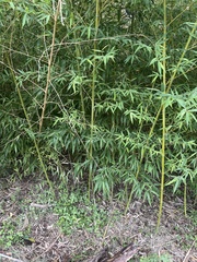 Phyllostachys