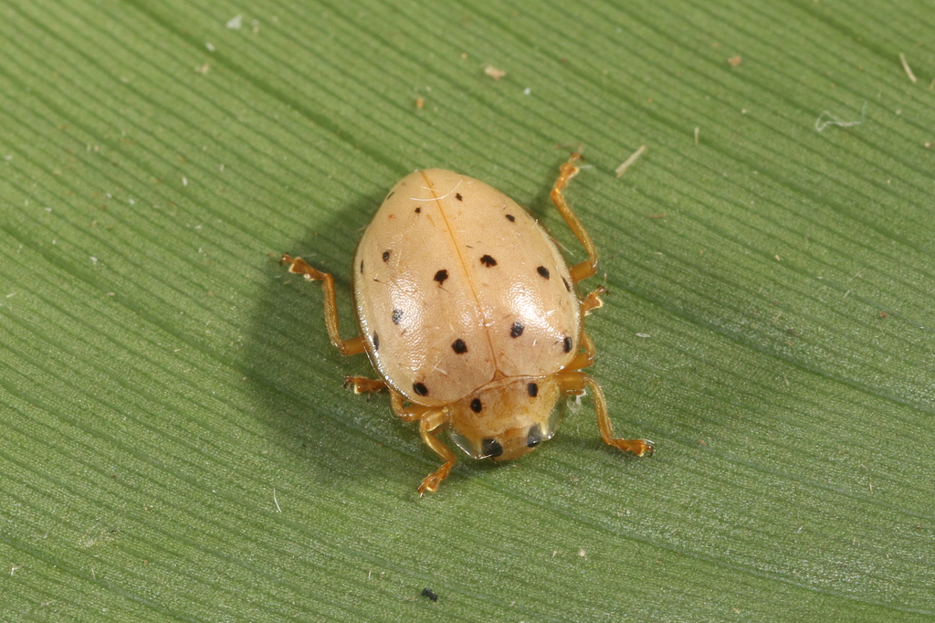 Cream-colored Lady Beetle
