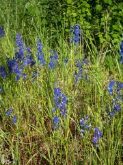 Delphinium nuttallianum