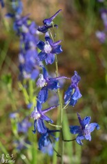 Delphinium nuttallianum