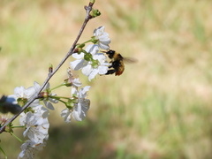 Bombus opifex